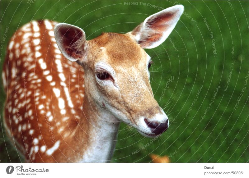 Roe deer Fallow deer analog Nature Animal Wild animal Pelt Zoo 1 Near Curiosity Cute Brown Trust Watchfulness Interest Game park Doe eyes Hesitate Mammal Smooth