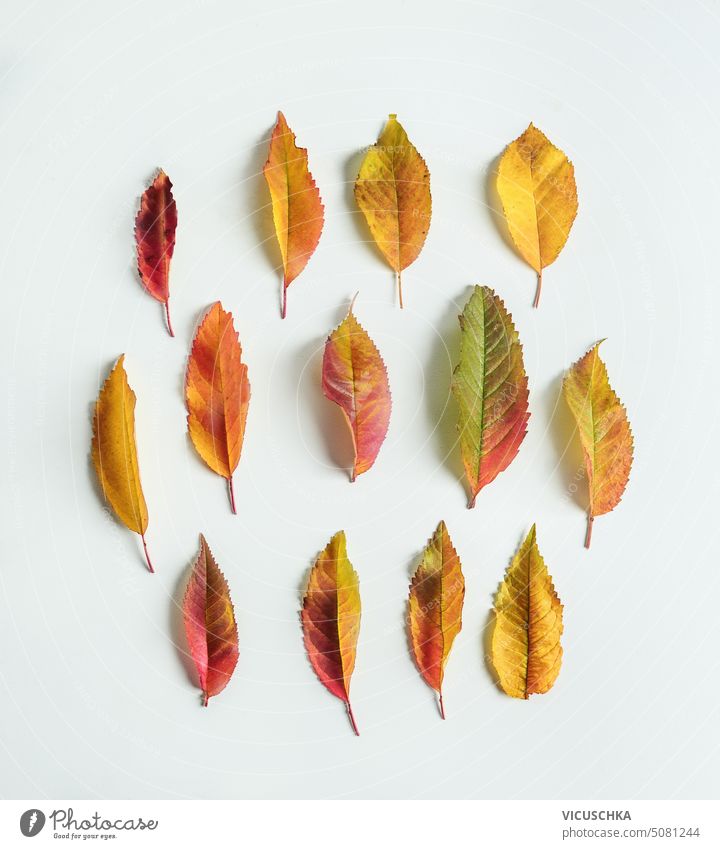 Pretty autumn leaves pattern on white background, top view. Flat lay pretty flat lay autumnal seasonal november october bright natural nature foliage colorful
