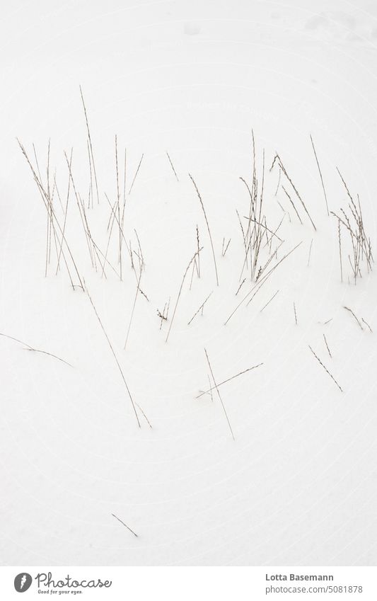 Grasses in the snow Snow Snowscape White grasses Close-up silent Transience Stagnating Cold Loneliness Moody Wild pretty naturally Esthetic Freeze Foliage plant