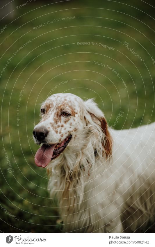 Dog portrait Animal Purebred dog breed of dog Exterior shot Animal portrait Pet Colour photo english setter portrait photograph breed dog Day Watchdog