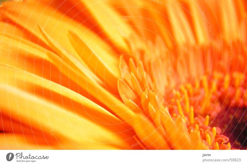 flower Flower Gerbera Spring Blossom Nature Orange jarts