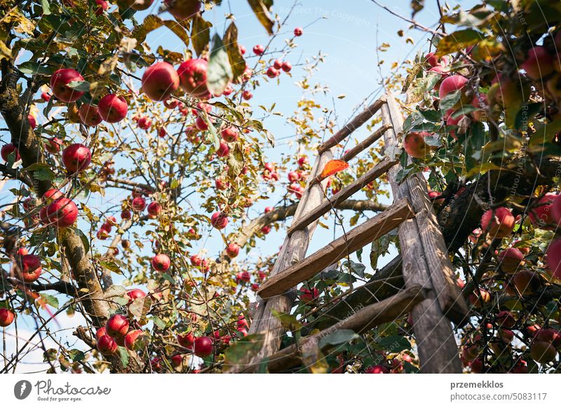 Apple tree with many ripe red juicy apples in orchard. Harvest time in countryside. Apple fresh healthy fruits ready to pick on fall season harvest crop growth