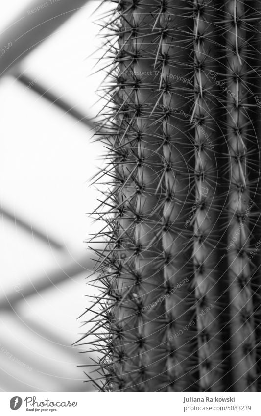 Cactus spines close up Plant Thorn Macro (Extreme close-up) Close-up Thorny Desert Point Detail Pain Exotic Dangerous Botany Houseplant Succulent plants