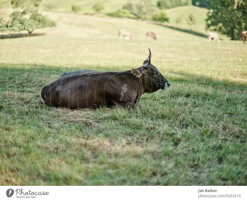 Cow with horns lying in the pasture Cattle Cozy Animal Nature Willow tree Meadow Rural Exterior shot