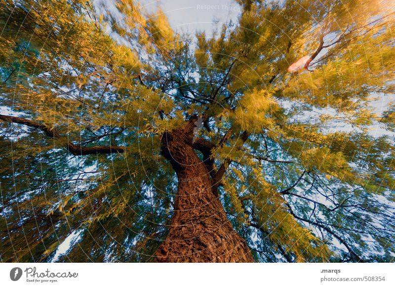tree of life Environment Nature Sky Climate Plant Tree Exceptional Large Crazy Life Perspective Change Might Summer Autumn Colour photo Subdued colour