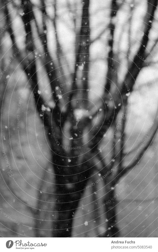 Schneeflocken vor Baum schneeflocke baum winter schwarzweiß schneefall schneeflocken tristesse kalt