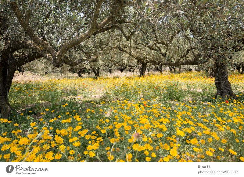 Dotted Environment Nature Landscape Plant Spring Beautiful weather Flower Poppy Margarites Blossoming Dry Yellow Olive grove Olive tree Mediterranean