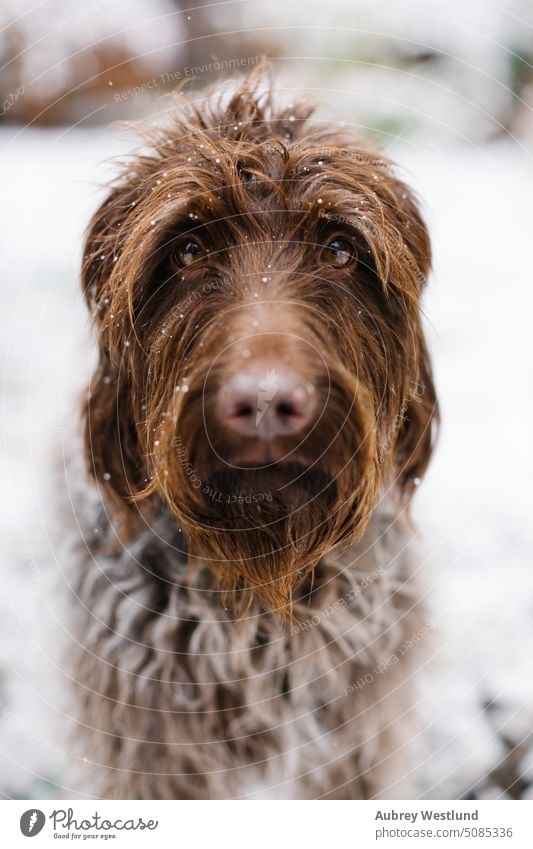 Shaggy brown and white dog looking at camera in the snow adorable adult animal back yard background beard breed brussels brussels griffon brussels griffon dog