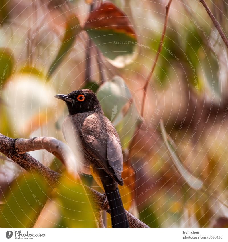 bülbül Wild animal Etosha pan etosha national park Exceptional Animal portrait Free Wilderness Wanderlust Far-off places Africa Namibia Colour photo Adventure