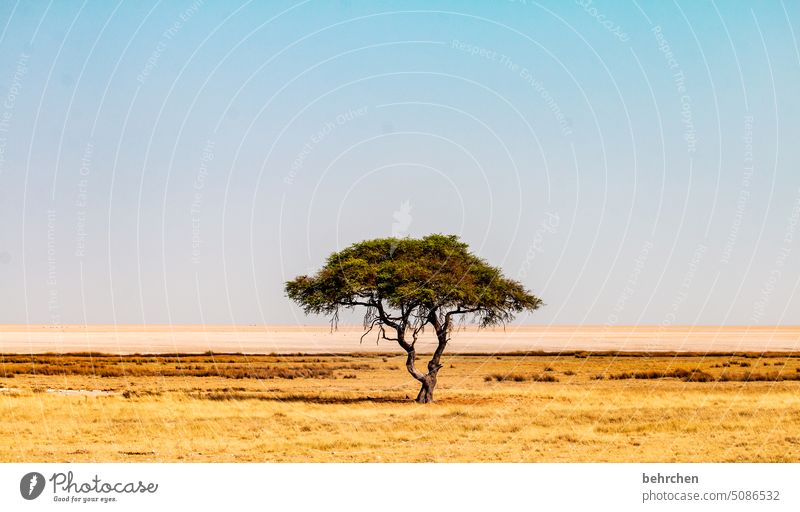 soloist endlessness endless expanse Climate change Drought on one's own Survive aridity Dry Acacia Tree etosha national park Loneliness Etosha Etosha pan