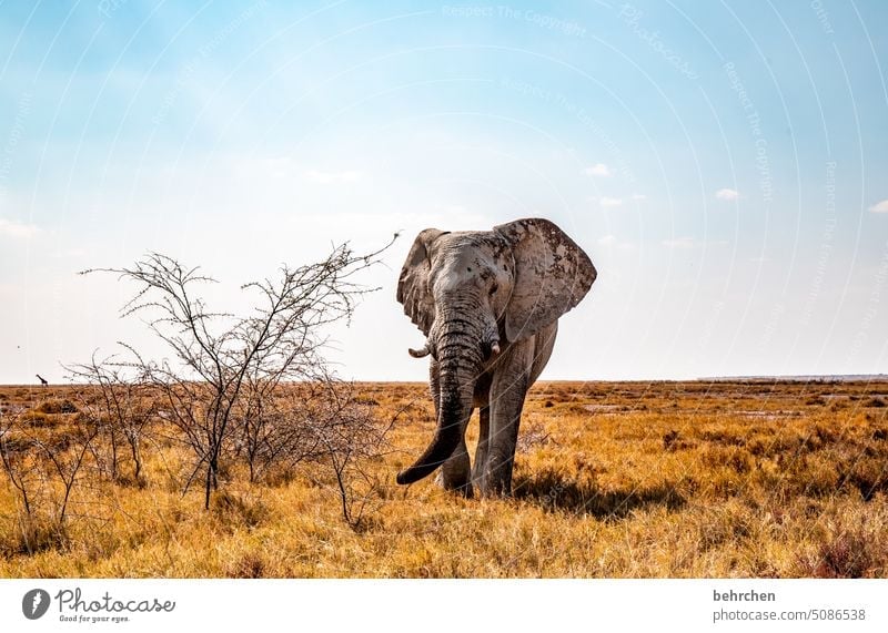 giant risky Trunk peril Bull elephant Elephant Dangerous etosha national park Etosha Etosha pan Fantastic Wild animal Exceptional Free Wilderness Animal Namibia