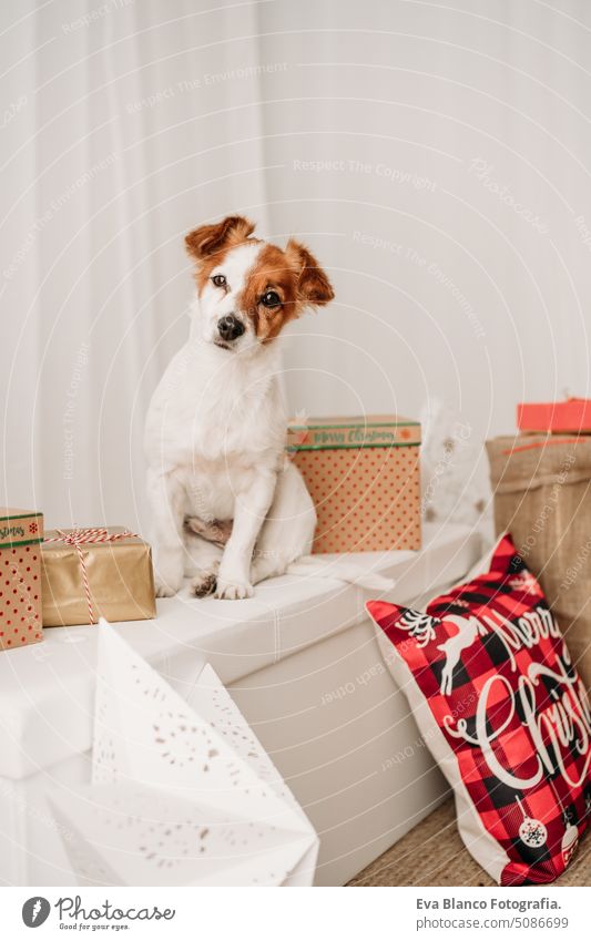 adorable jack russell dog indoor in front of christmas decoration at home cute comfortable year card pretty new purebred nobody claus tree santa gift white