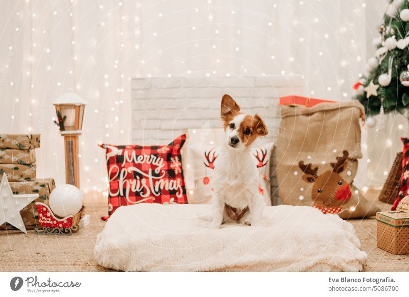 adorable jack russell dog indoor in front of christmas decoration at home cute comfortable year card pretty new purebred nobody claus tree santa gift white