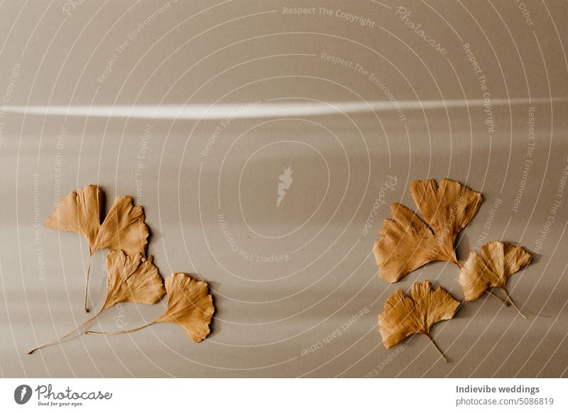Yellow dried leaves on beige background with shadow streaks. Six Ginkgo Biloba leaves, copy space. Creative autumn mock-up decoration scene. Flat lay, top view.