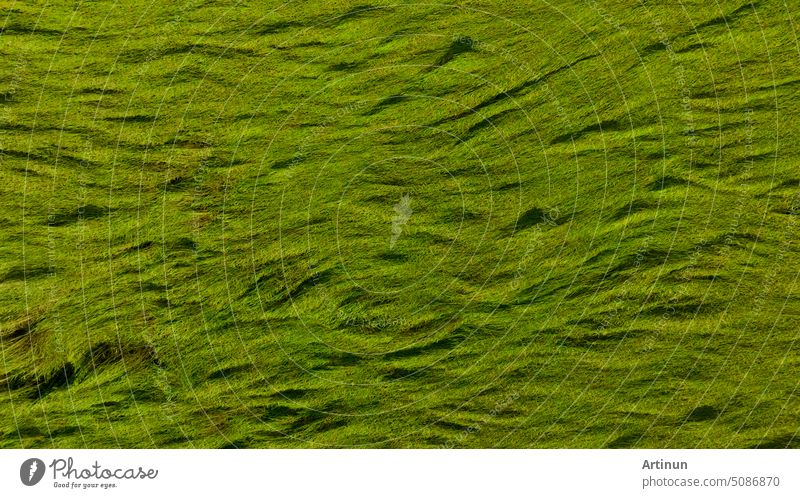 Aerial view of green rice field texture background. Rice plants bend down to cover ground from monsoon winds. Natural pattern of green rice farm. Above view of agricultural field. Beauty in nature.