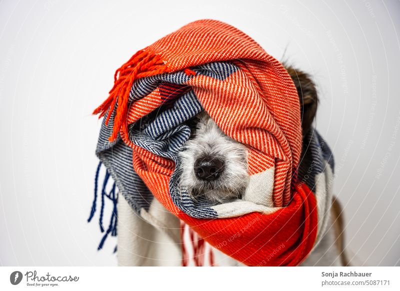 Portrait of a small dog wrapped in a colorful scarf Dog Small Scarf Winter chill Lifestyle portrait Cute Pet Terrier crossbreed dog Studio shot Looking Brown