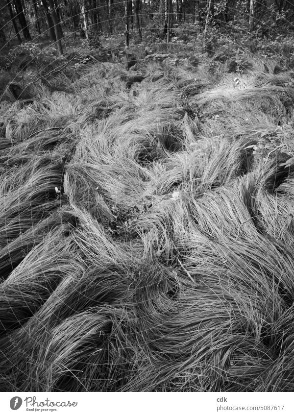 The hair of the forest. Forest Woodground grass-covered naturally Nature Environment Deserted black and white photo grasses trees vegetation flora and fauna Day