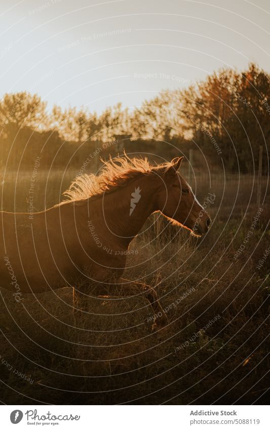 Horse trotting in the field horse animal nature farm motion equestrian equine mammal meadow run active gallop outside brown free freedom running two wild young