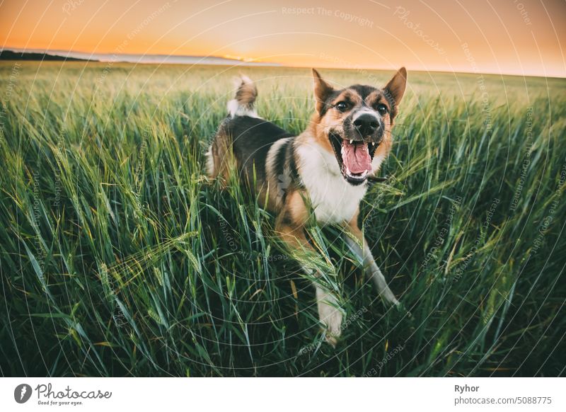 Funny Mixed Breed Dog Playing In In Green Grass Wheat In Field In Summer Evening Sunset Time summer dog mixed fun green pedigreed pet field nature beautiful
