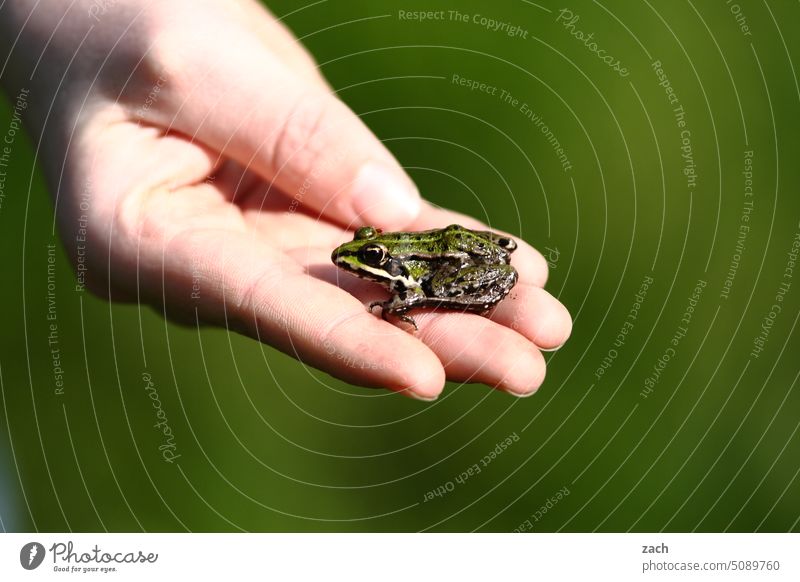 Frog perspective | potential prince Tree frog Green Animal Fingers Hand Colour photo Nature Amphibian Environment