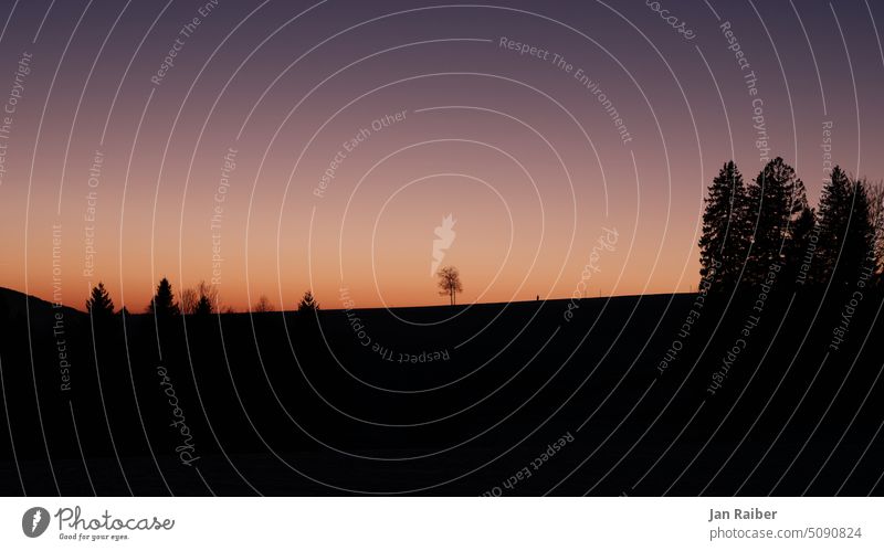 Purple Evening evening mood Orange purple Shadow Silhouette Tree Human being