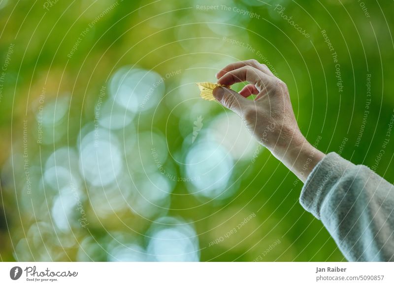 In a moment the leaf flies Green Leaf Leaf catching Flying Small fingertips Nature