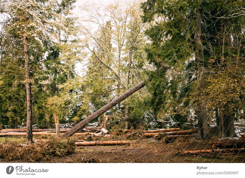 Falling Pine As A Result Of Felling Coniferous Trees. Greenwood Forest cutting Clearcut logging pine clearfelling autumn forest nobody clearcutting park fall