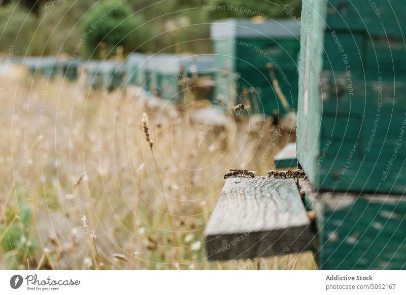 Green beehives in apiary in summer row wooden stone honey apiculture production natural green construction village collect danger nature tranquil rock rural