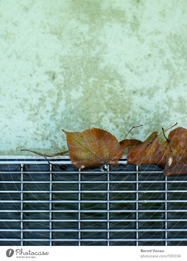 get caught Water Autumn Leaf Wet Under Town Brown Gray Black Silver White Metal Drainage Metal grid Rectangle Concrete Well Captured Colour photo Exterior shot