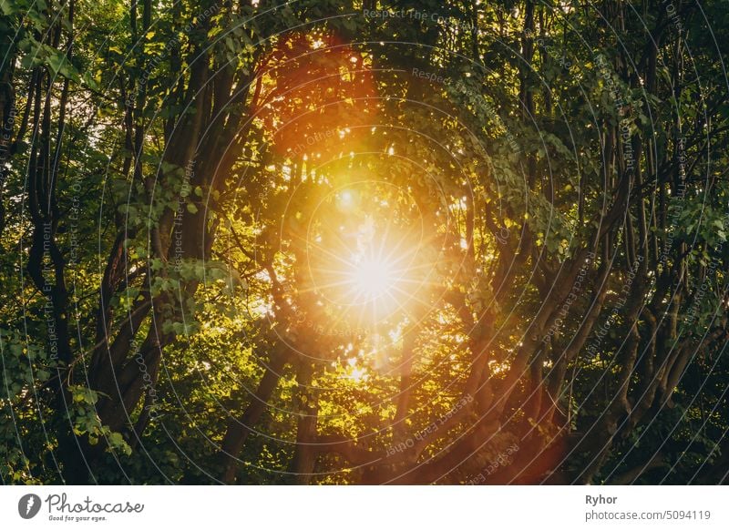 Summer Sun Shining Through Canopy Of Tall Trees. Sunlight In Deciduous Forest, Summer Nature. Upper Branches Of Tree forest ray foliage park growing sun shine