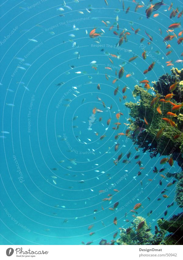 underwater game Ocean Coral Splendid Animal Vacation & Travel Water Fish Red Sea Nature Flock
