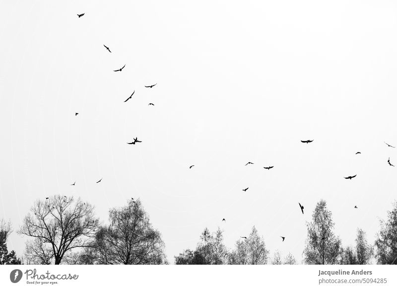 Silhouette of trees and flying crows in sky birds Sky Flying Flock of birds Exterior shot Wild animal Bird Nature Crow Black & white photo black-and-white
