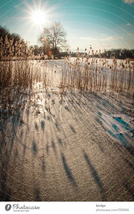 every year Nature Sky Sun Winter Beautiful weather Ice Frost Snow Common Reed Lakeside Illuminate Esthetic Positive Idyll Calm Tree Shadow Colour photo