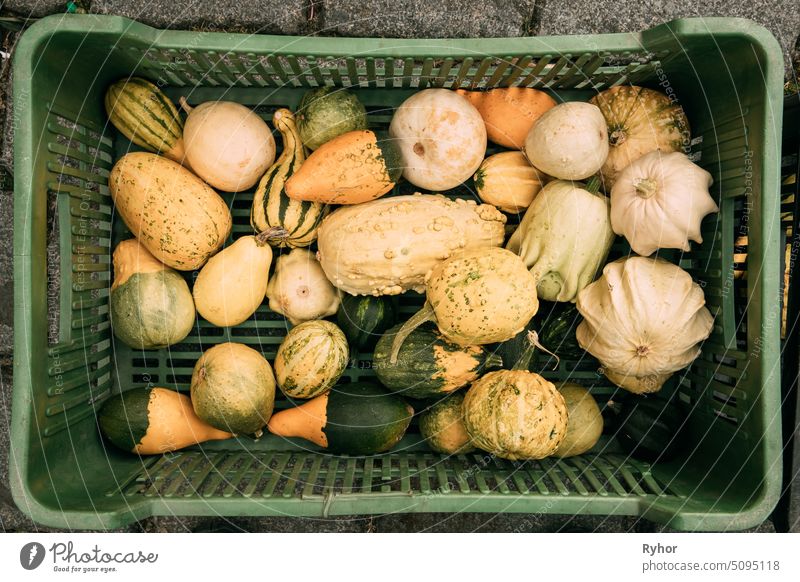 Pumpkins Of Different Sizes, Colors And Shapes Lie In A Wicker Basket. Top View Of Ripe Vegetables. Autumn Harvest Concept nobody farming raw plant fresh market