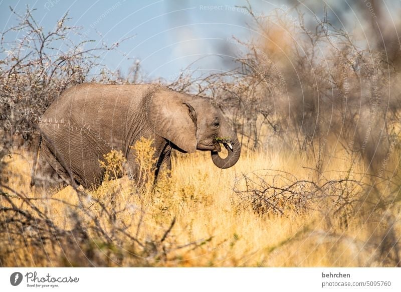 worth protecting Elephant etosha national park Etosha Etosha pan Wild animal Fantastic Exceptional Free Wilderness Animal Namibia Safari Far-off places Africa