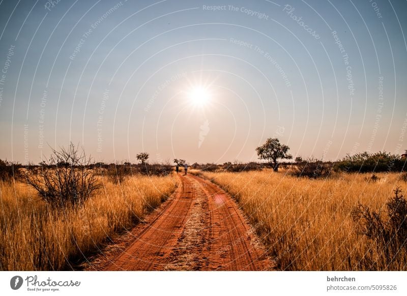 sunshine stories Sun Sunlight Fantastic Hope Sky Dream beautifully romantic Kitsch Tree Dusk Night Evening Sunset Grass Kalahari desert Exterior shot Namibia