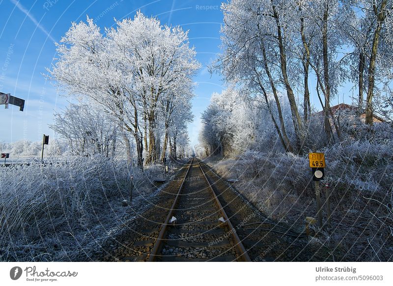 Railroad tracks and trees in frost Winter Frost Exterior shot Deserted Day Cold Colour photo Snow Ice Nature White Environment Landscape Tree Snowscape Calm