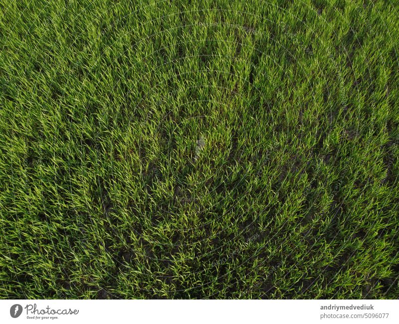 Aerial top down view of fresh green grass in meadow. Corn plants field, daylight, agricultural industry. Natural texture background, young wheat sprouts waving in wind. Harvest organic cultivate