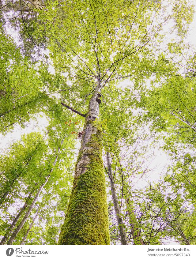 forest air - tree from below - view to sky - tree top - green Tree Tree trunk bark leaves Tree trunk in the foreground Green Forest Sky Upward Nature