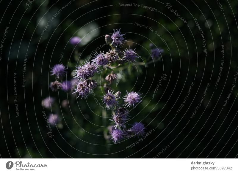 Flowers of a purple thistle seen from above on the roadside Thistle Nature Macro (Extreme close-up) Green Thorny Blossom Plant Violet lilac Environment