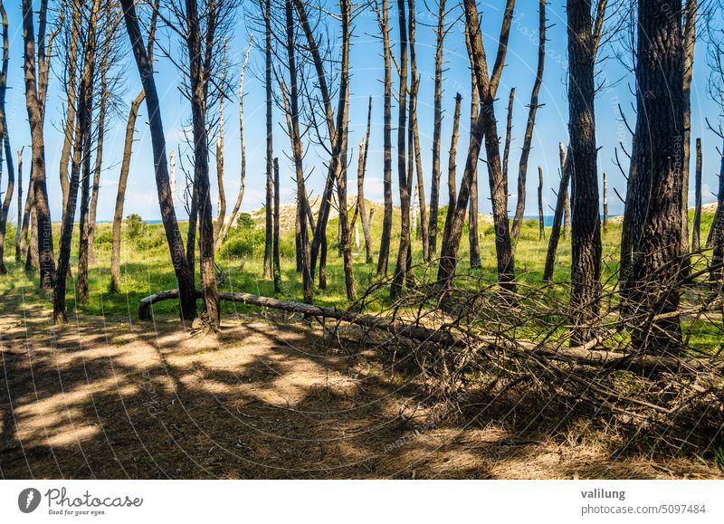 Pine forest on the coast of Cantabria, northern Spain Europe Liencres Liencres Dunes Natural Park coastal coastline dune dunes environment landscape maritime