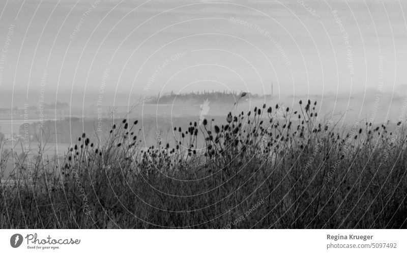 Monochrome misty landscape with dry thistles in foreground. Black & white photo black-and-white Exterior shot B/W Landscape Nature Deserted Gray Fog