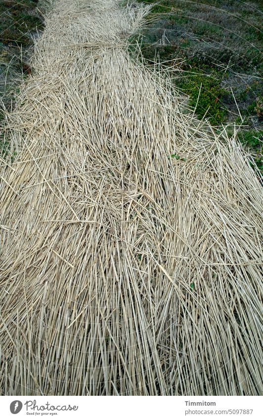 Thousands of stalks are to be committed off path Straw Protection vegetation Green Landscape Rural conservation Nature Exterior shot Deserted Lanes & trails
