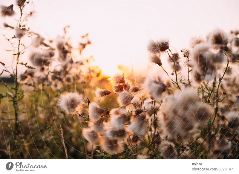 Sunshine Through Fluffy Carduus Flowering Plants During Summer Sunset Time fluff bloom floral nature Asteraceae outdoor botany sunset sunrise sunshine blossom