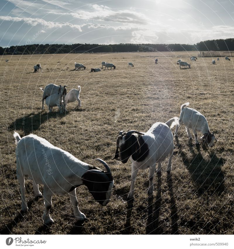 petting zoo Environment Nature Landscape Plant Animal Sky Clouds Horizon Climate Weather Beautiful weather Grass Meadow Goats Billy goat Group of animals Herd