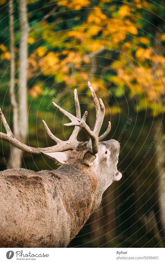 Belarus. Red Deer Or Cervus Elaphus Male Roaring During Rut In Autumn Forest mammal testosterone up wildlife red deer nature animal autumn male cervus elaphus