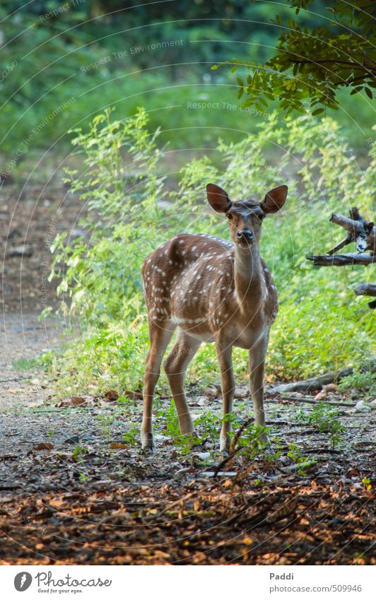 reh Environment Nature Landscape Plant Animal Wild animal Roe deer 1 Contentment Brave Trust Attentive Watchfulness Calm Colour photo Exterior shot Deserted