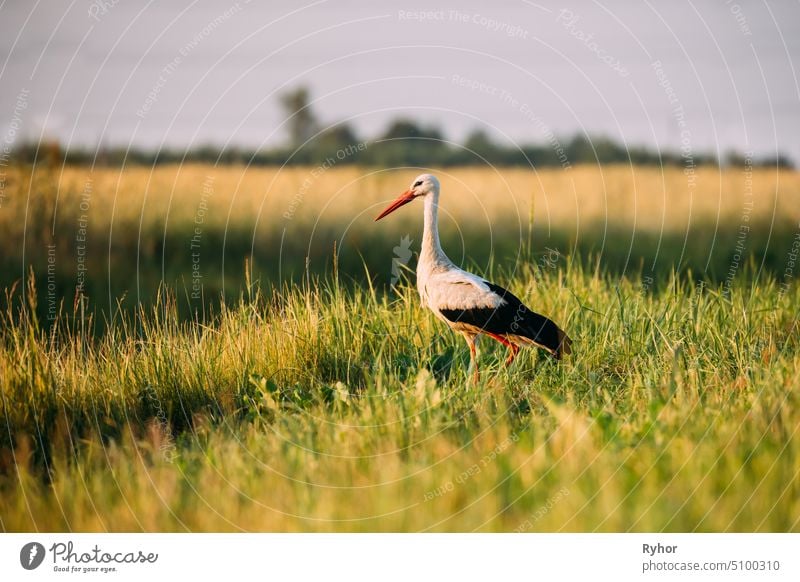 Adult European White Stork Standing In Green Summer Grass In Belarus. Wild Field Bird In Sunset Time one migratory bird animal beautiful grass meadow