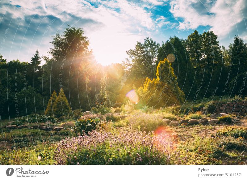 Sun Shining Above Flower Garden In Sunny Summer Evening. Flower Beds In Garden garden design park beautiful flower flower garden nobody green parkland europe