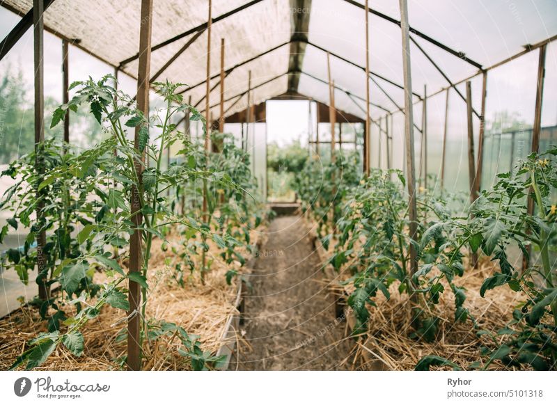 Tomatoes Vegetables Growing In Raised Beds In Vegetable Garden Hothouse Greenhouse vegetable garden nobody tomato plant hothouse organic soil vegetable-garden